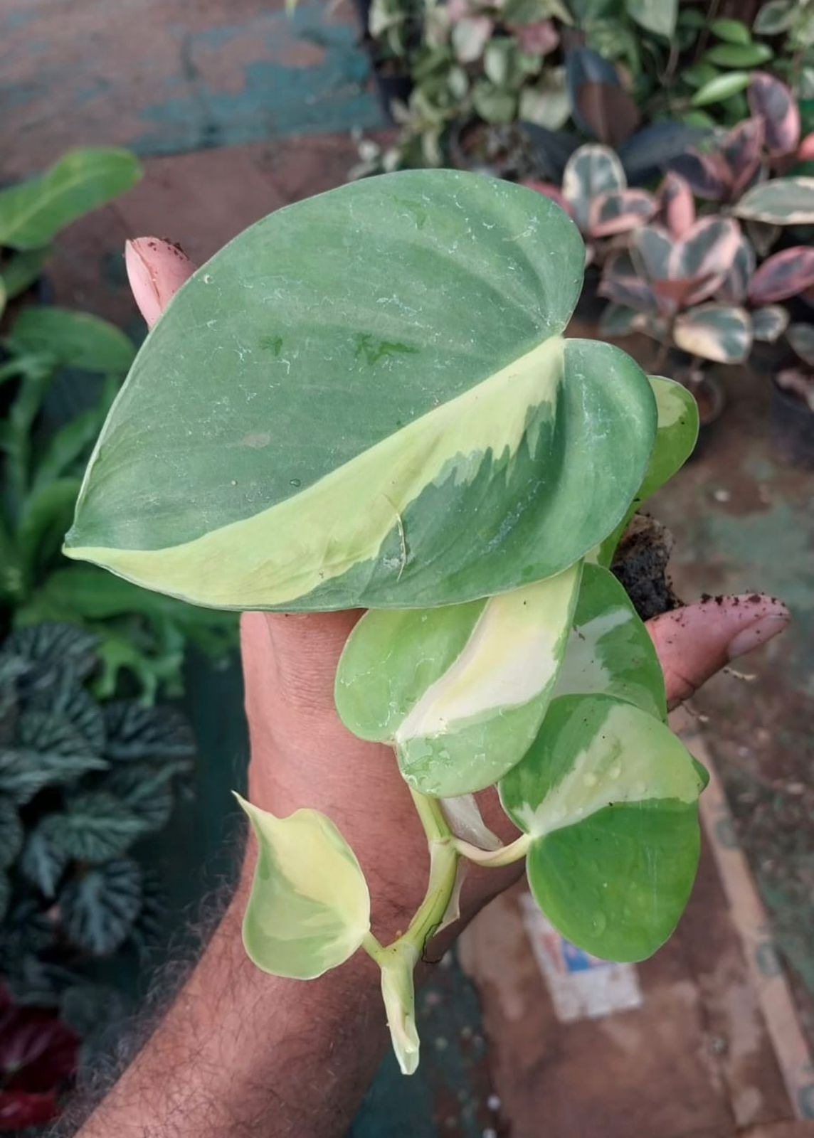 Brazil Pothos - Image 2