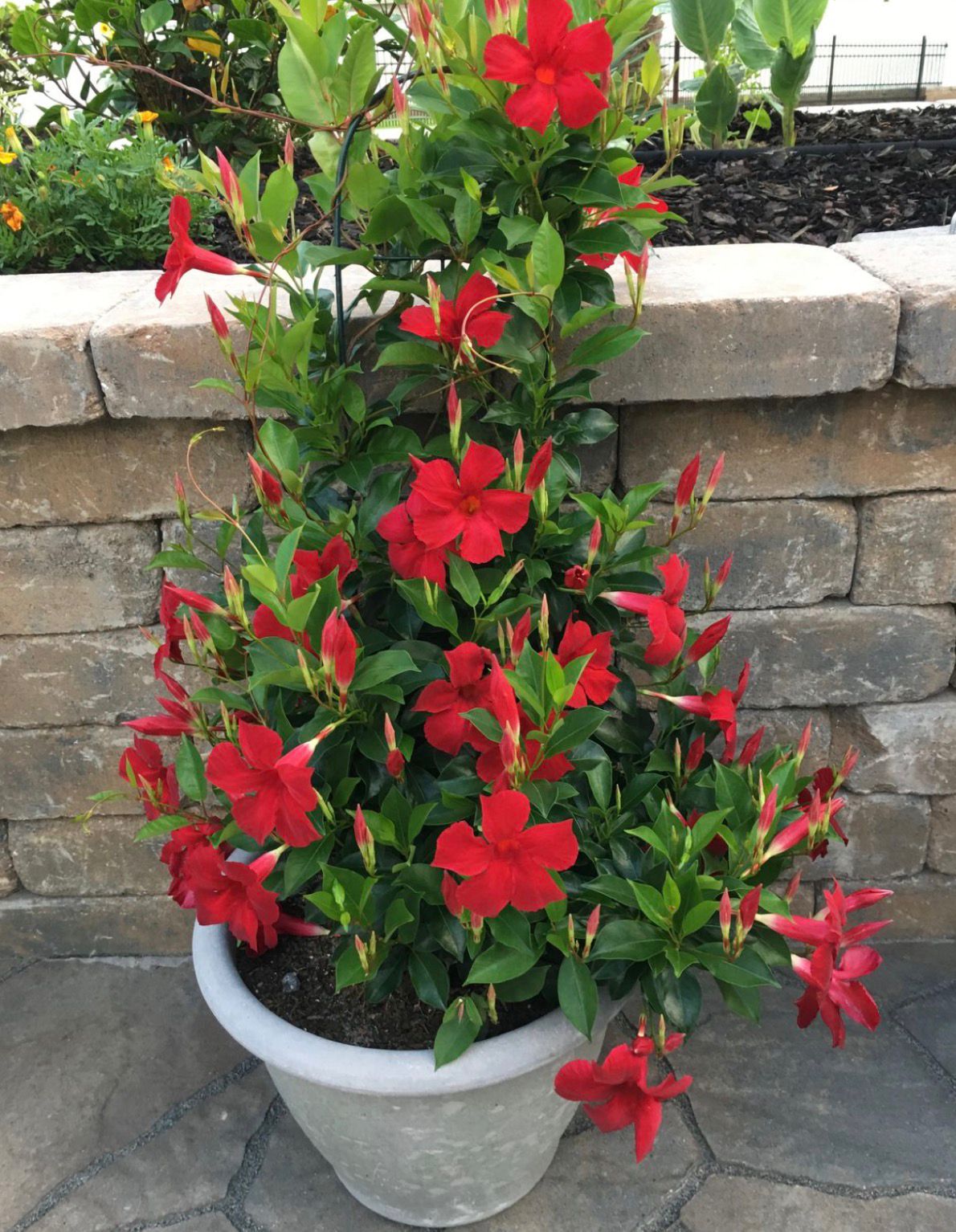 Mandevillea Red - Image 4