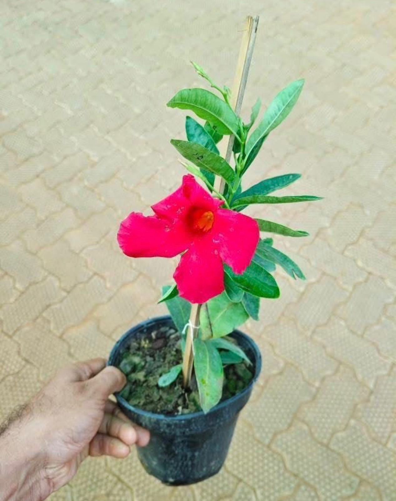 Mandevillea Red - Image 3