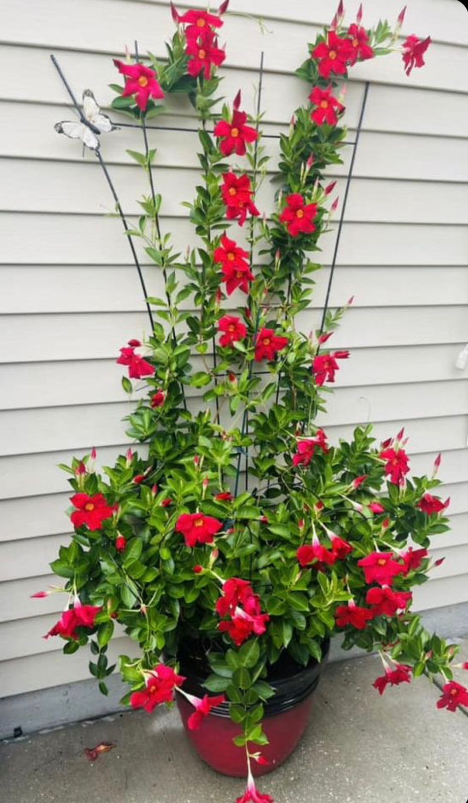 Mandevillea Red - Image 2