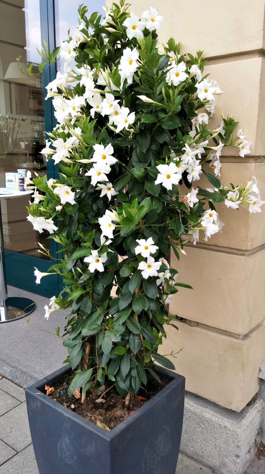 Mandevillea White - Image 4