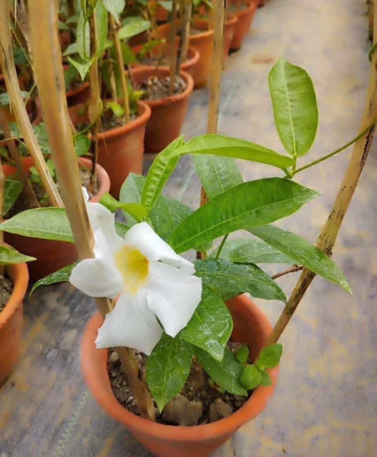 Mandevillea White - Image 2