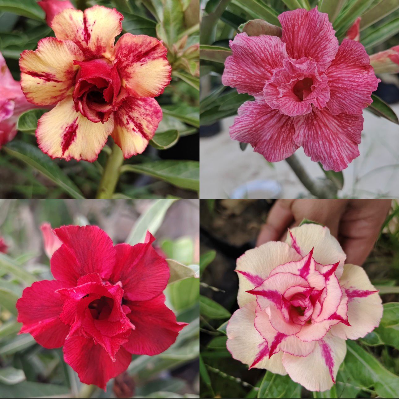 Combo of 4 Rosy Adeniums