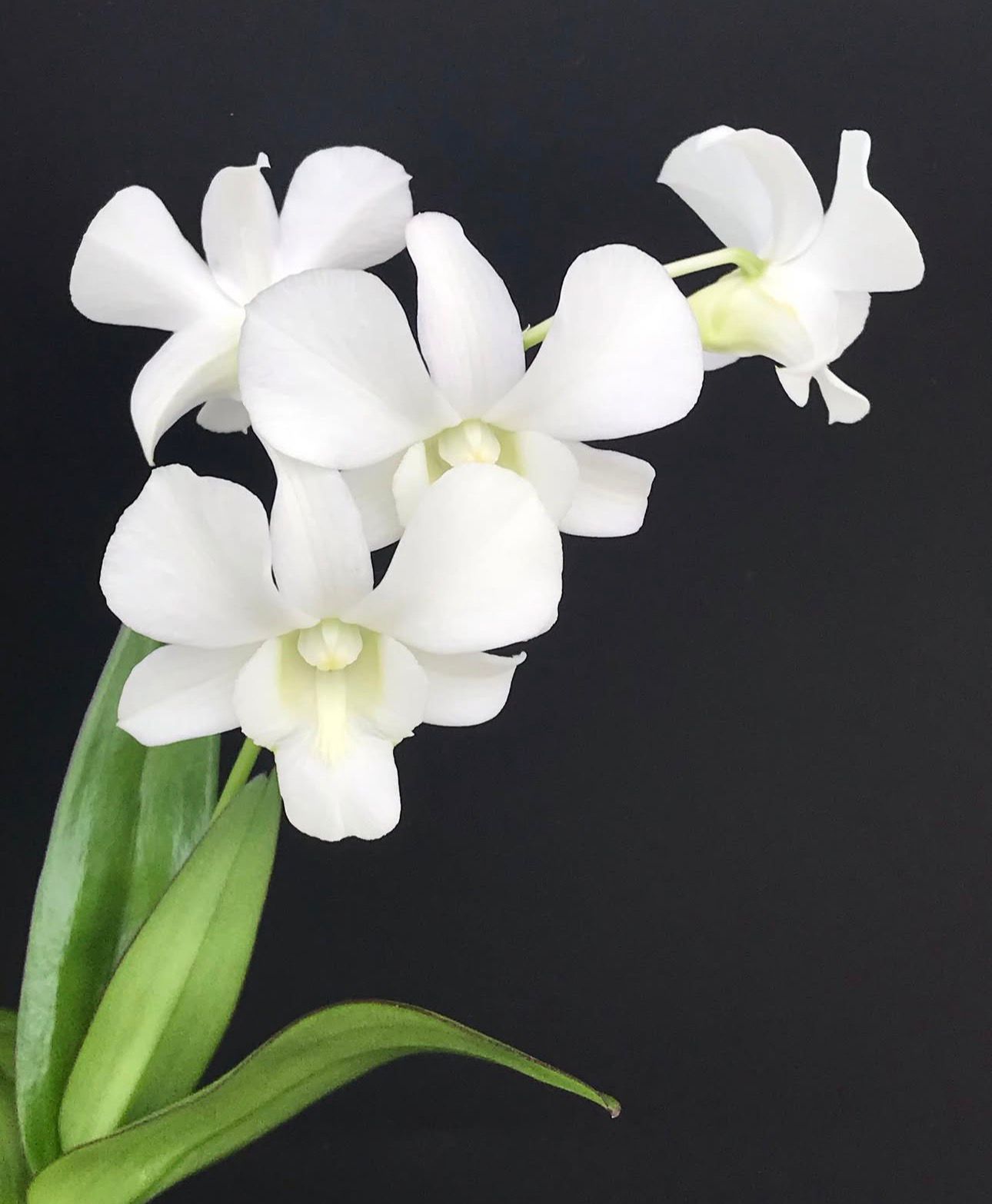 Dendrobium - Emma White - Image 2