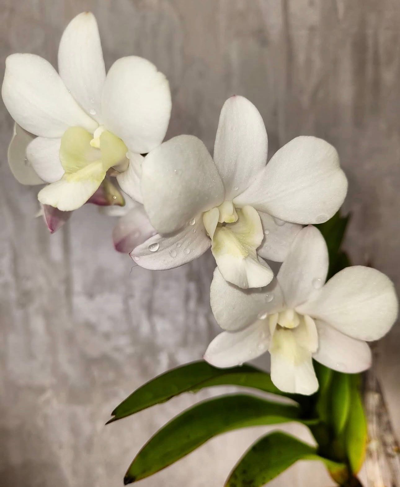 Dendrobium - Emma White