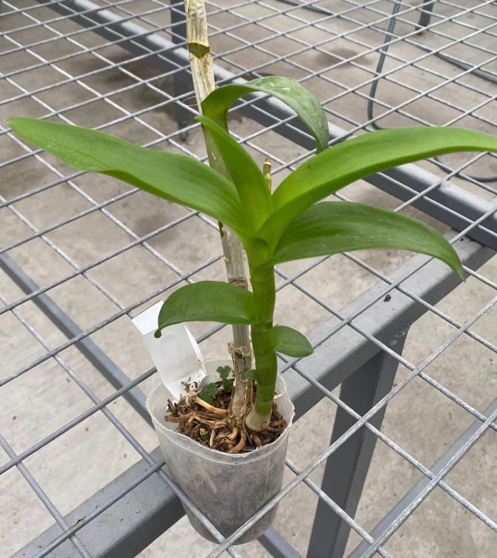 Dendrobium - Thongchai Gold - Image 2