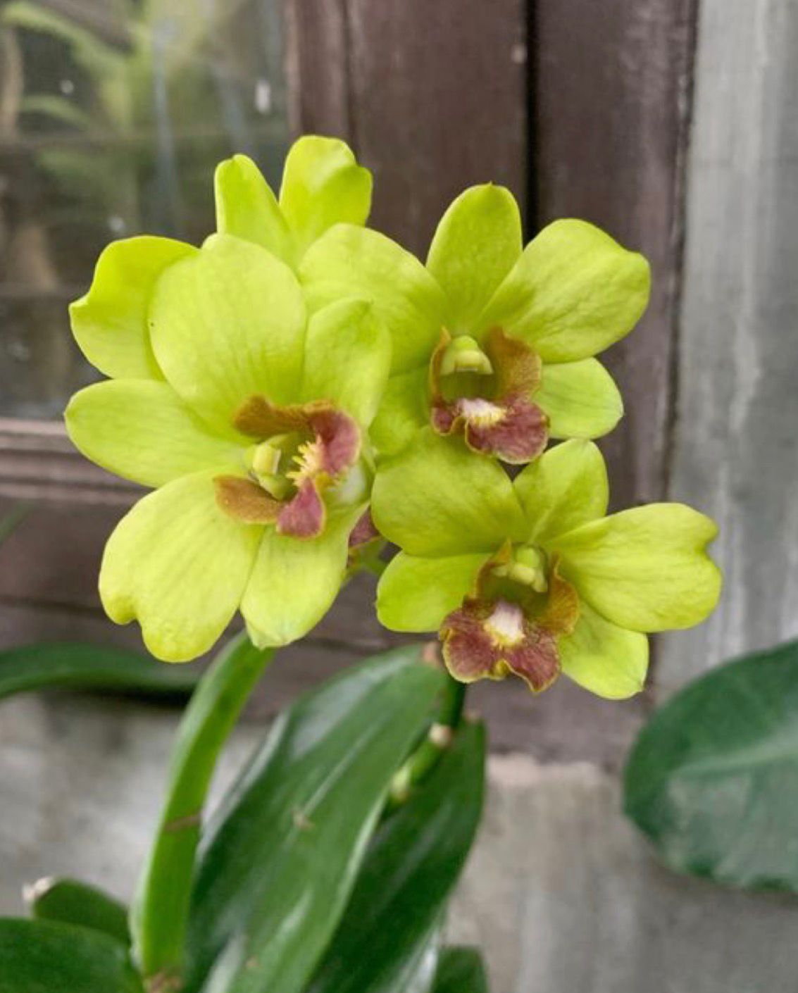 Dendrobium - Burana Jade