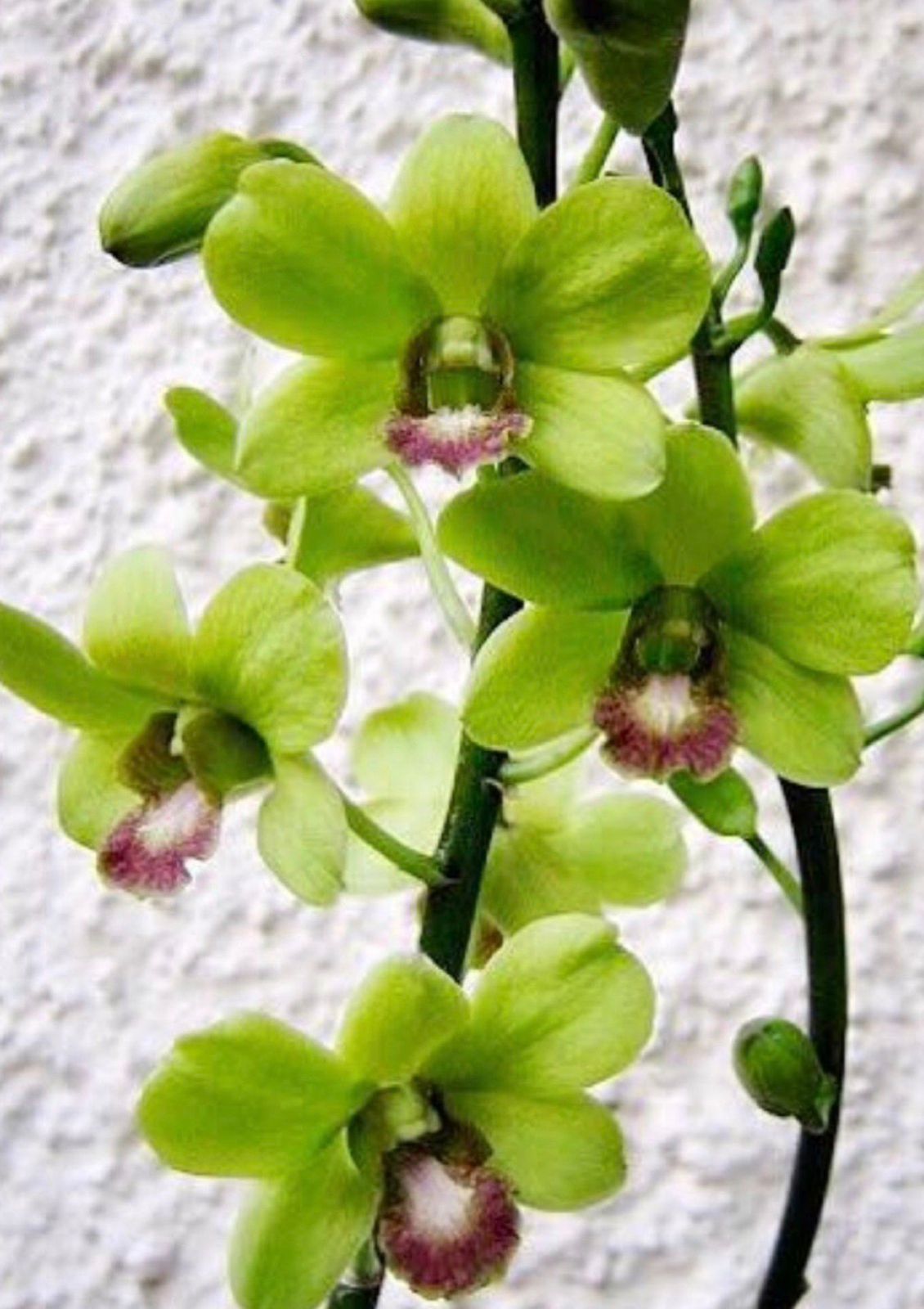 Dendrobium - Burana Jade - Image 2