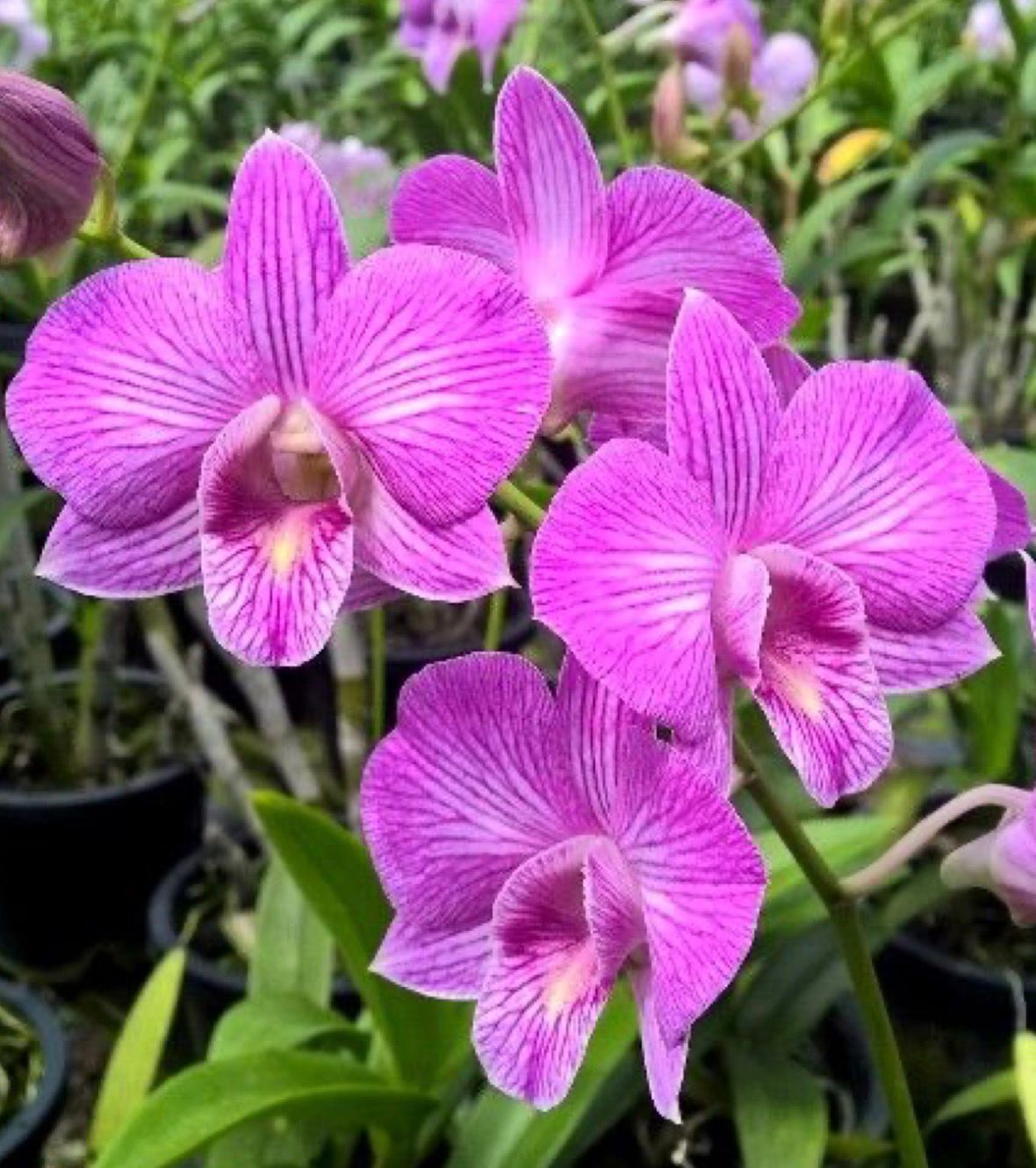 Dendrobium - Candy Stripes