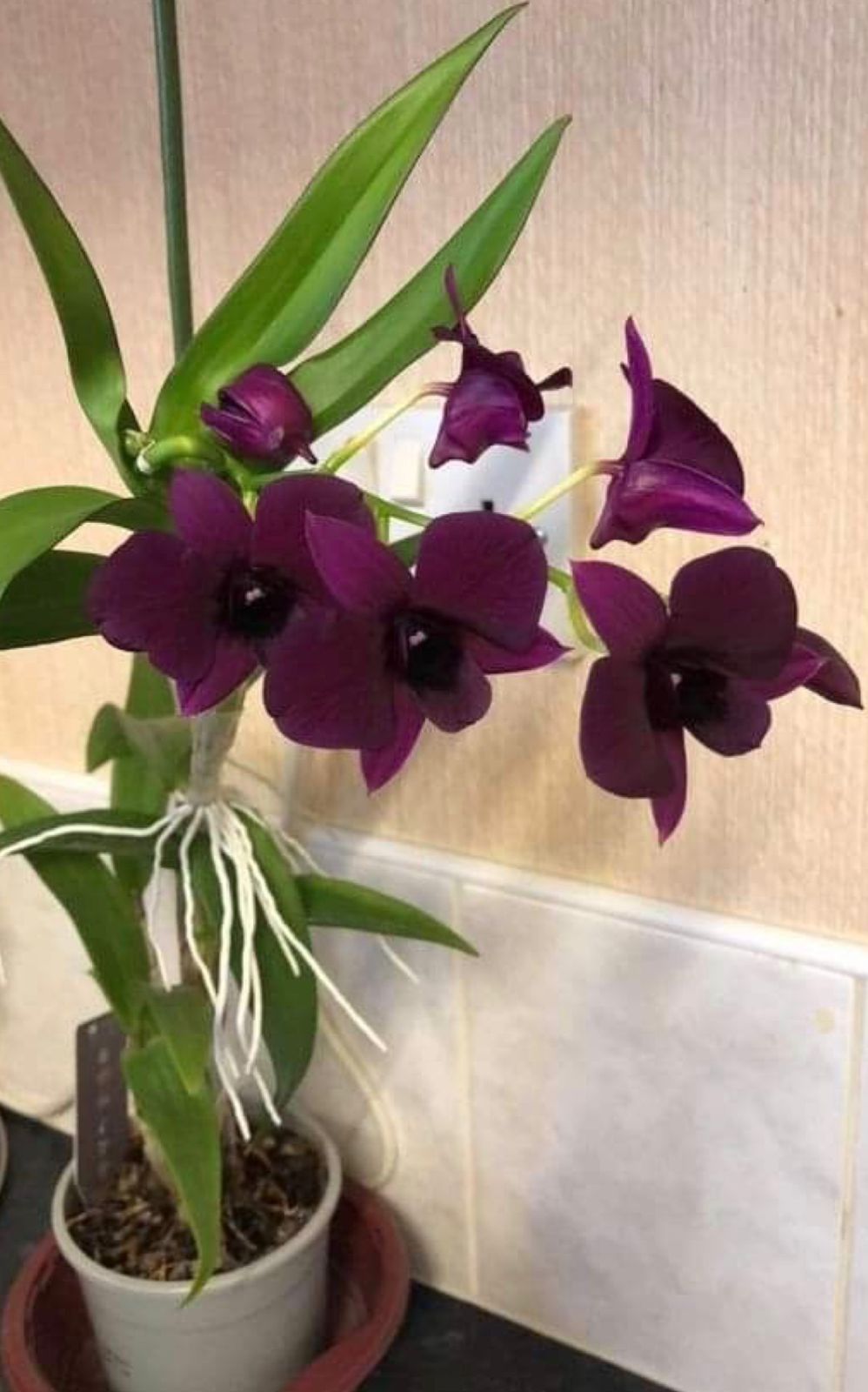 Dendrobium - Black Thailand