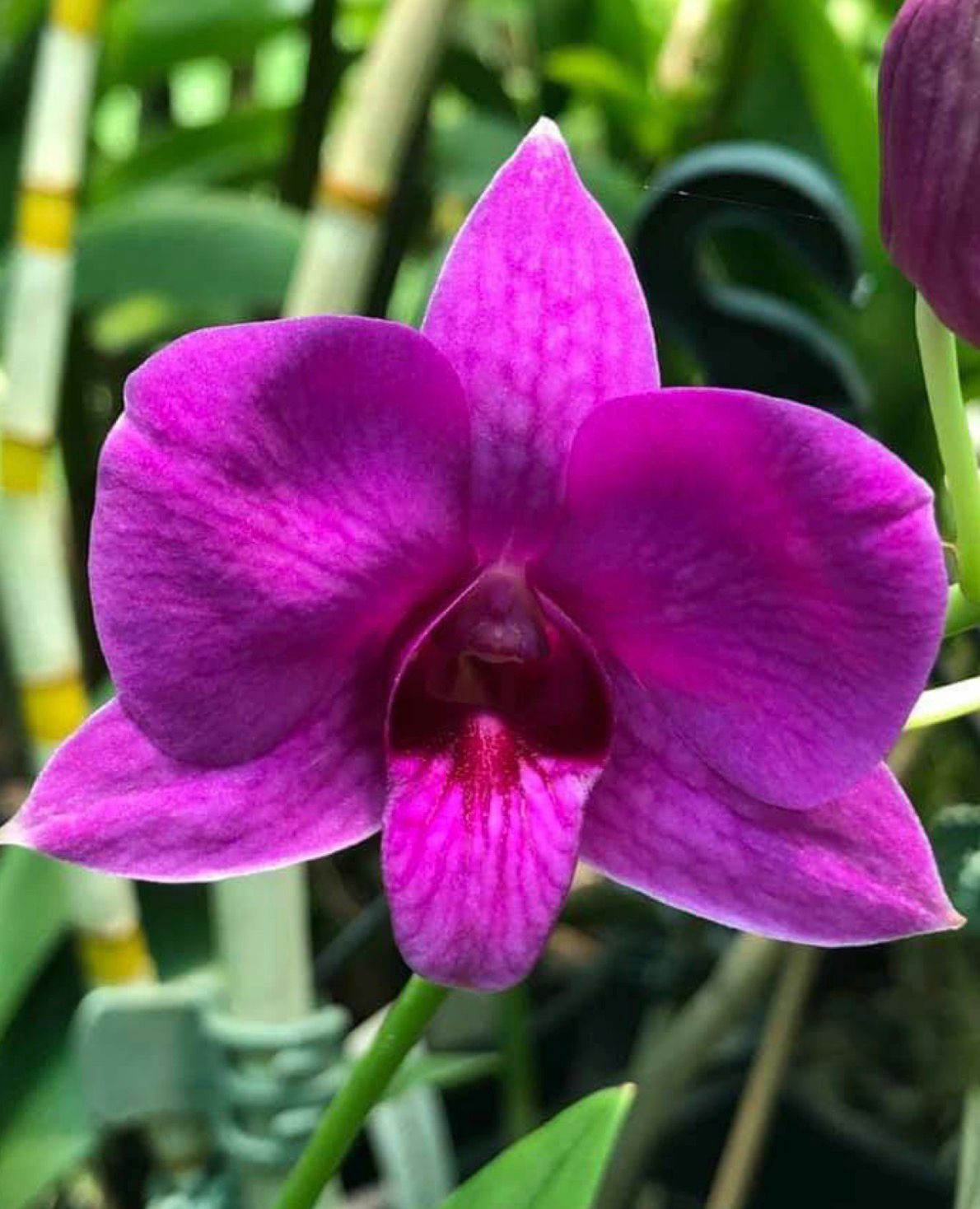 Dendrobium - biggibum Wilkos Best