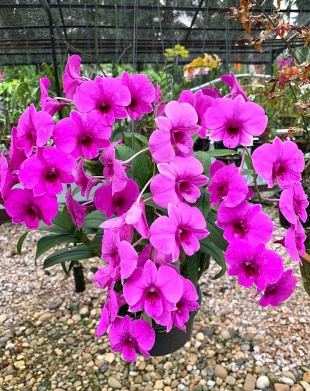 Dendrobium Violet Moon - Image 2