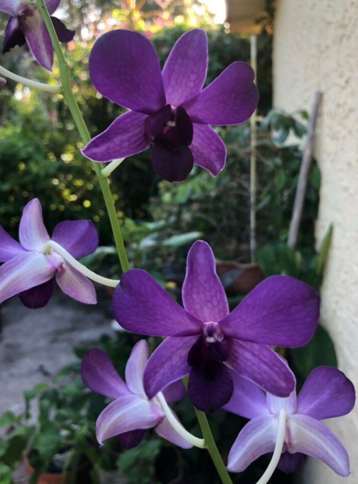 Dendrobium Violet Moon