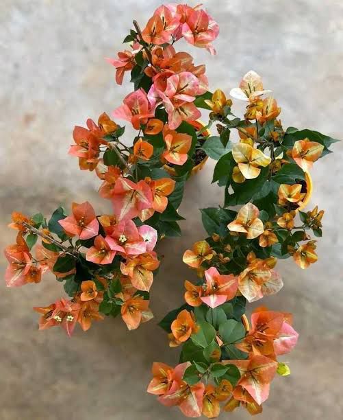 Golden Sunshine - Image 3