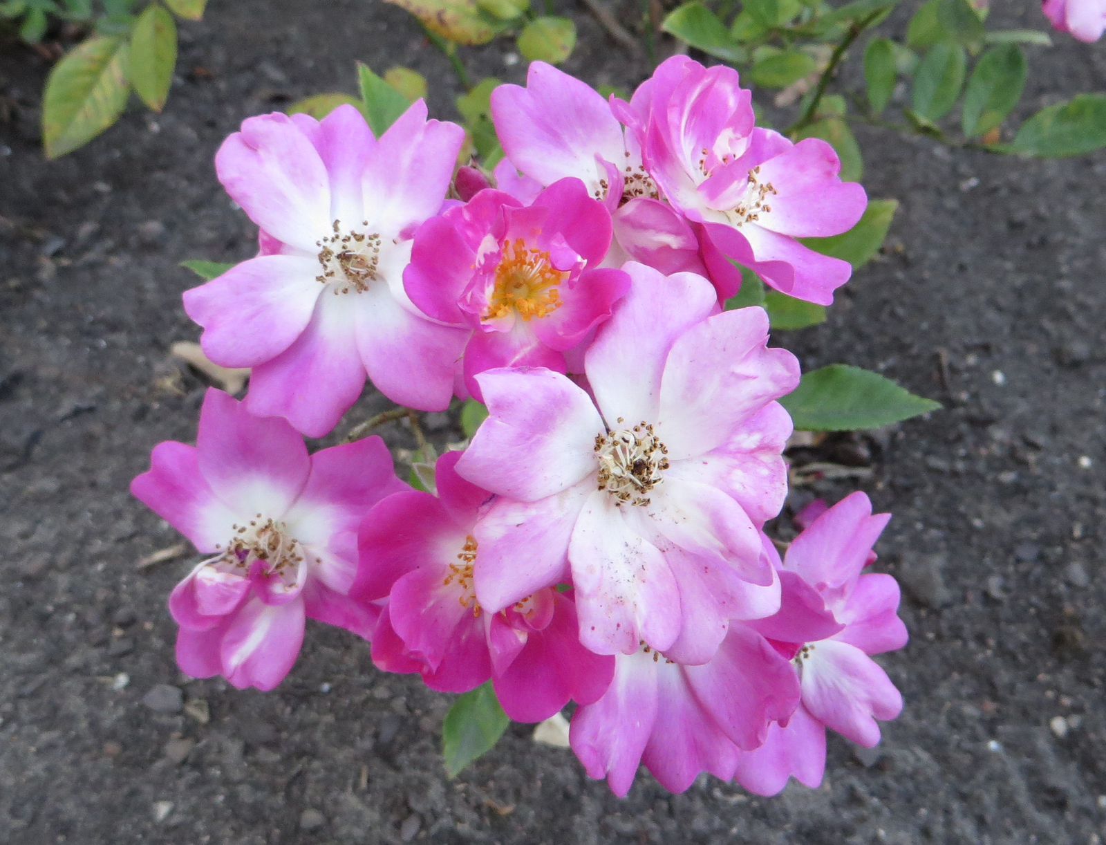 Chatillion - Miniature Rose - Image 3