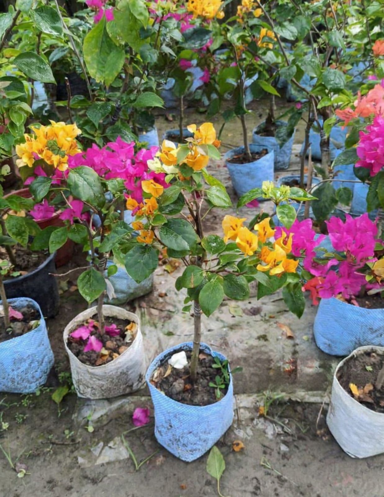 Multigrafted Bougainvillea (4-5 colors) - Image 3