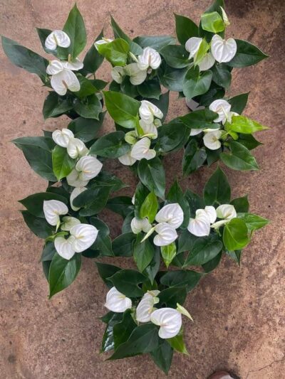 その他観葉植物 Anthurium sp. white jangle Anthurium (White) - Shagun Nursery