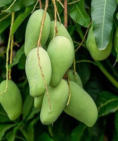 All Time Mango - Shagun Nursery