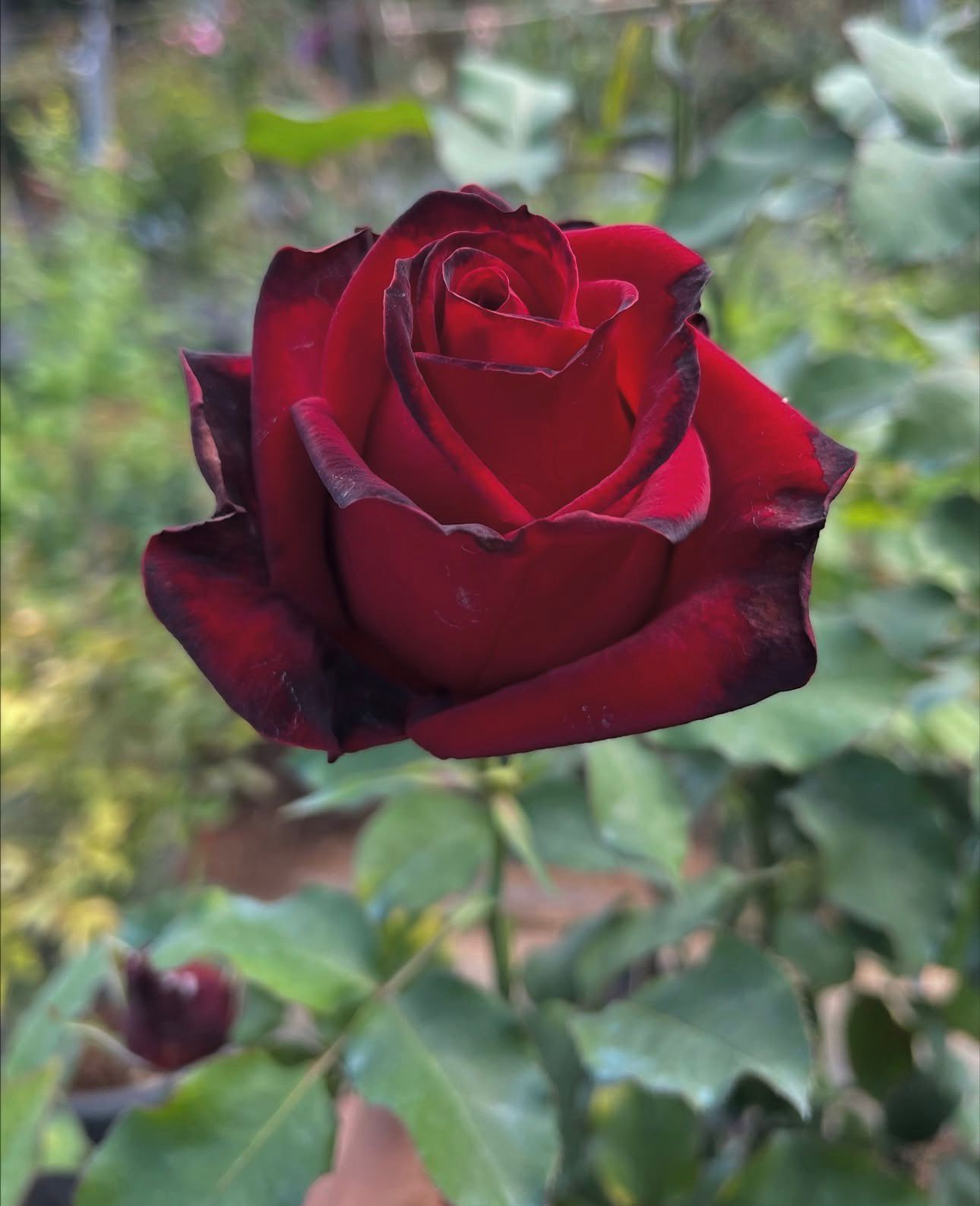 Black Baccarra - Dutch Rose