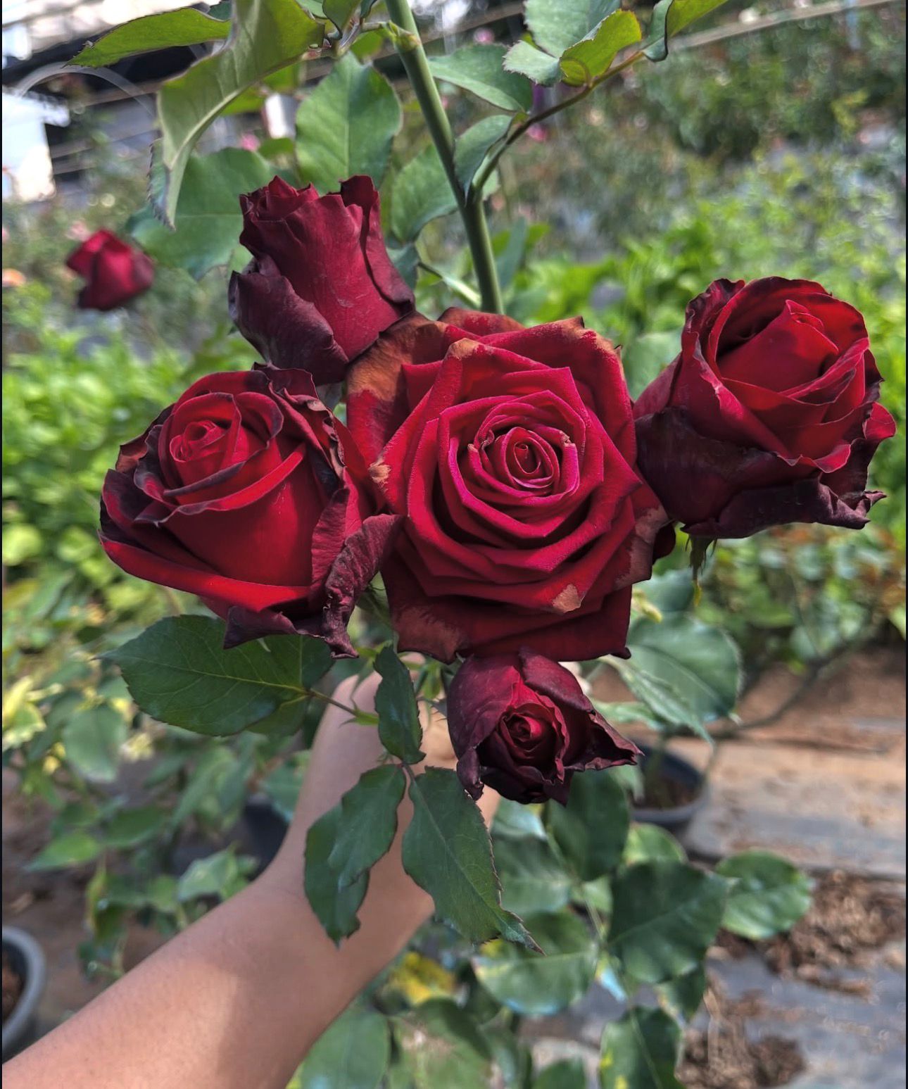 Black Baccarra - Dutch Rose - Image 3