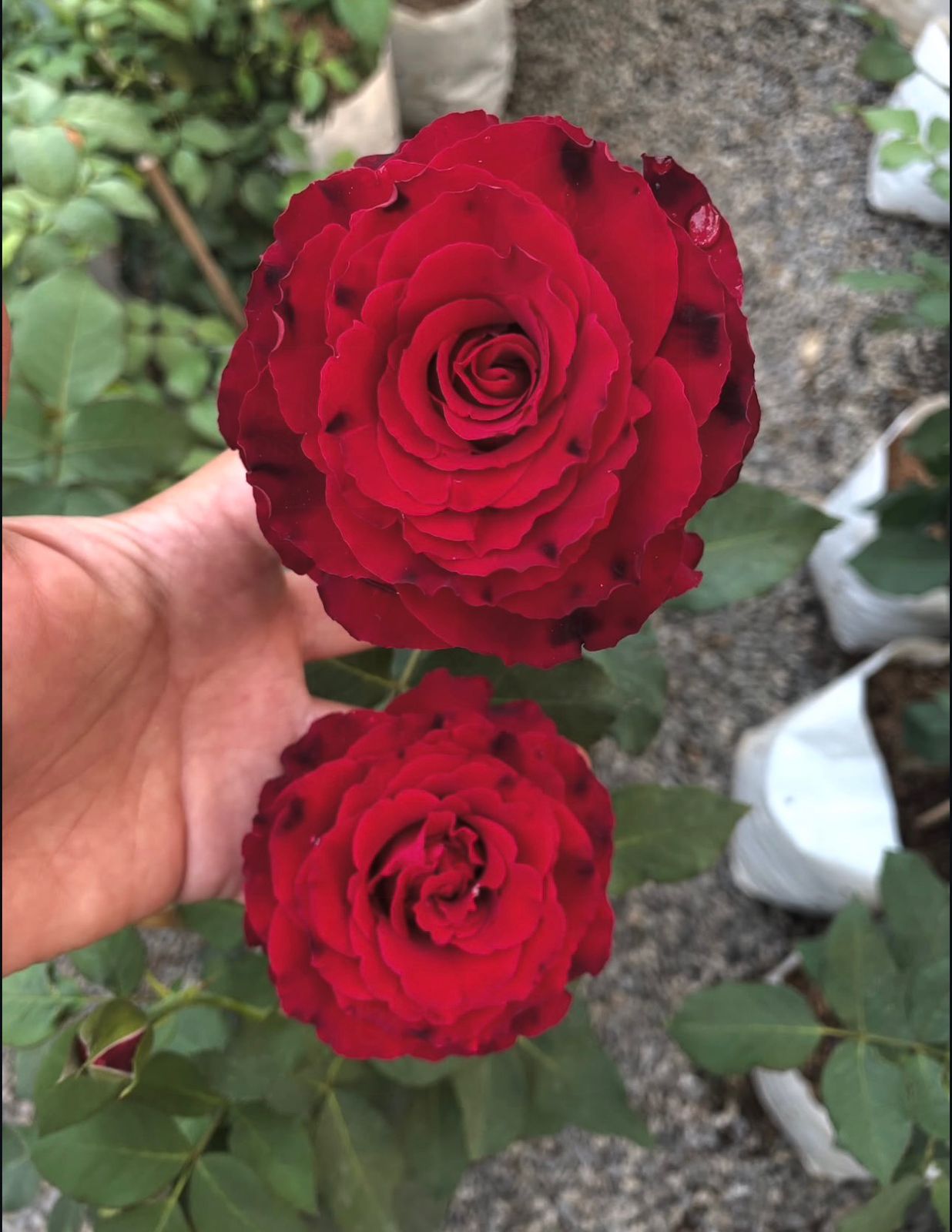 Black Baccarra - Dutch Rose - Image 2