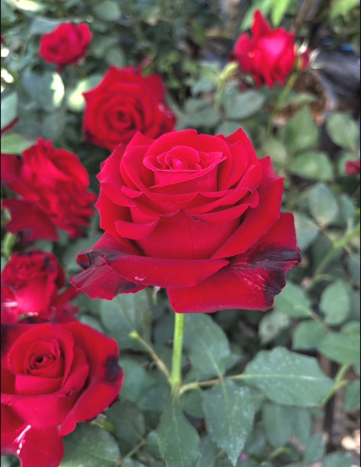 Black Baccarra - Dutch Rose - Image 5