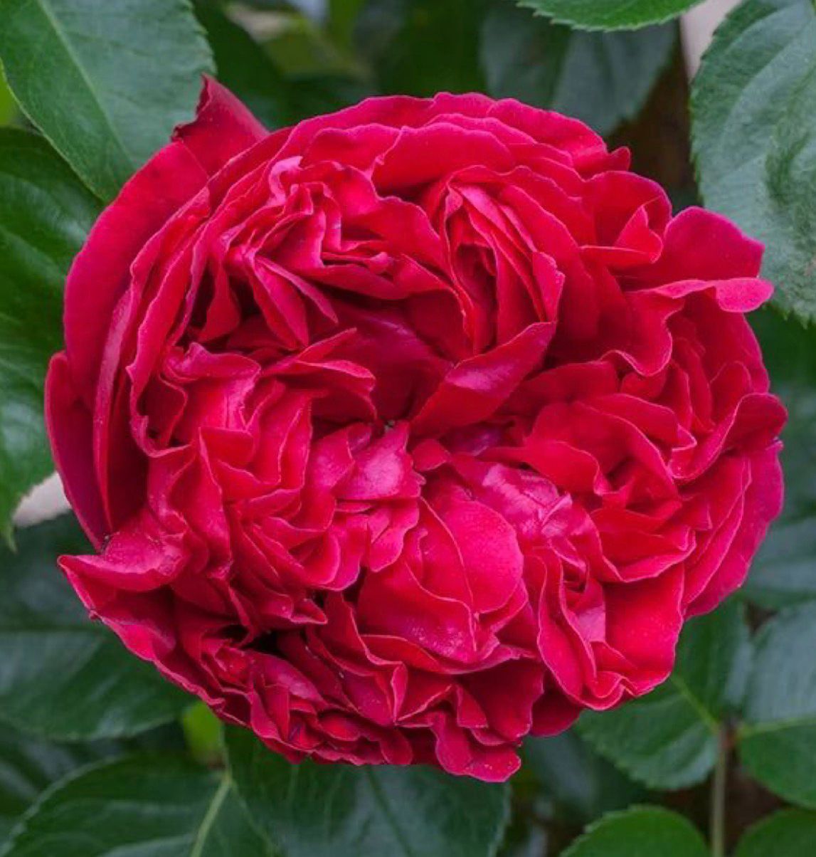 Red Eden - DA Rose - Image 4