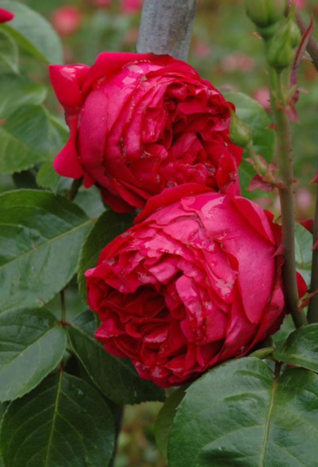 Red Eden - DA Rose - Image 3