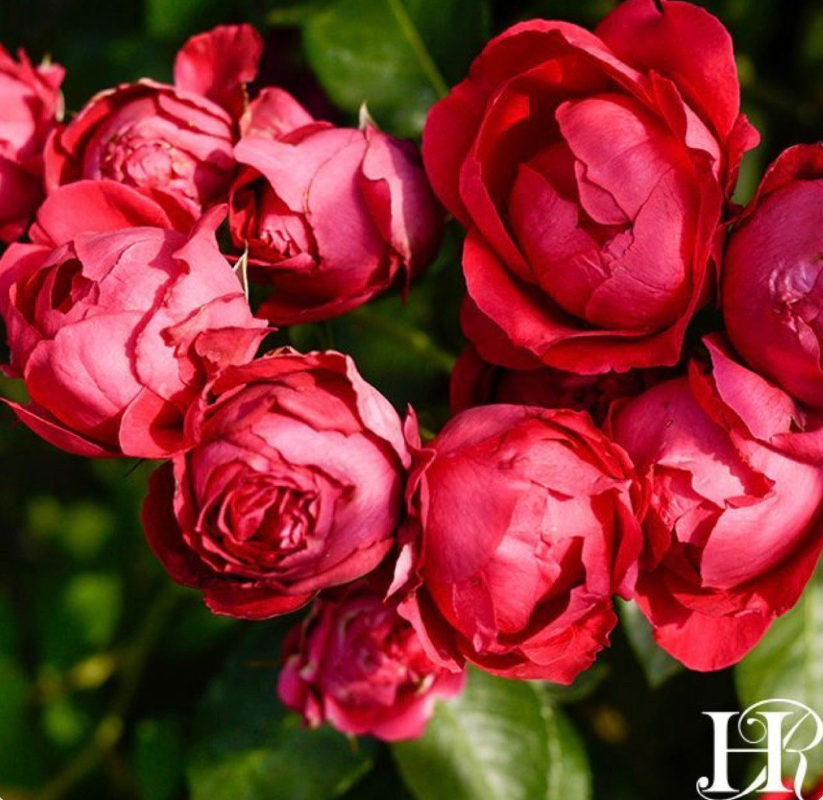 Red Eden - DA Rose - Image 2