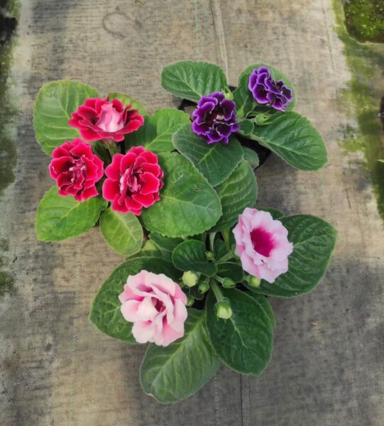 Previous Product Image