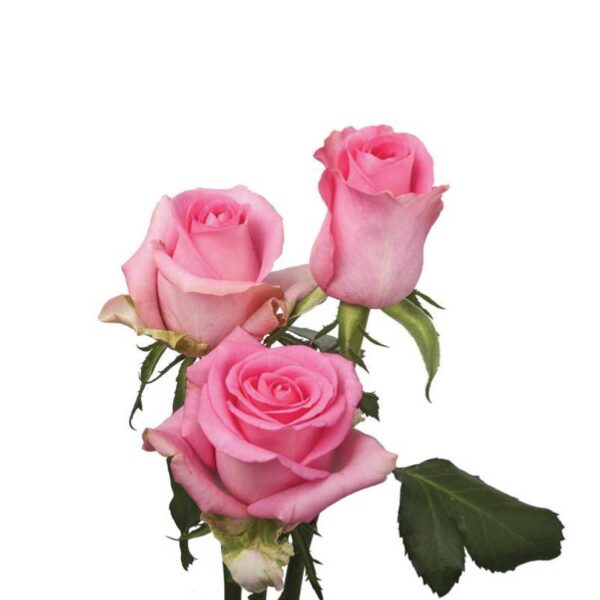 Buy Online Revival - Dutch Rose Outdoor Plant in India