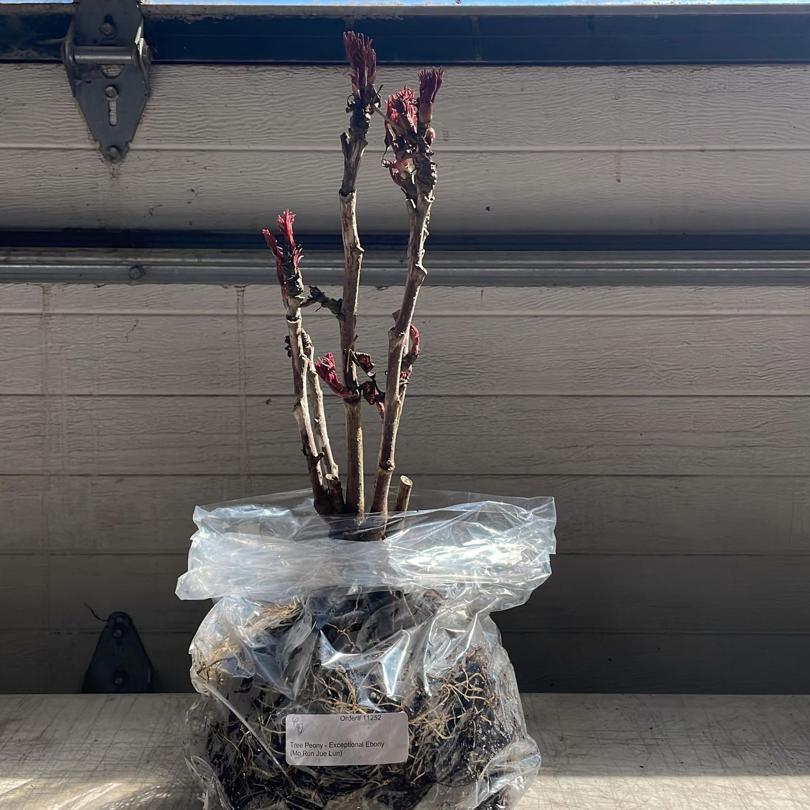 Tree Peony - Image 2