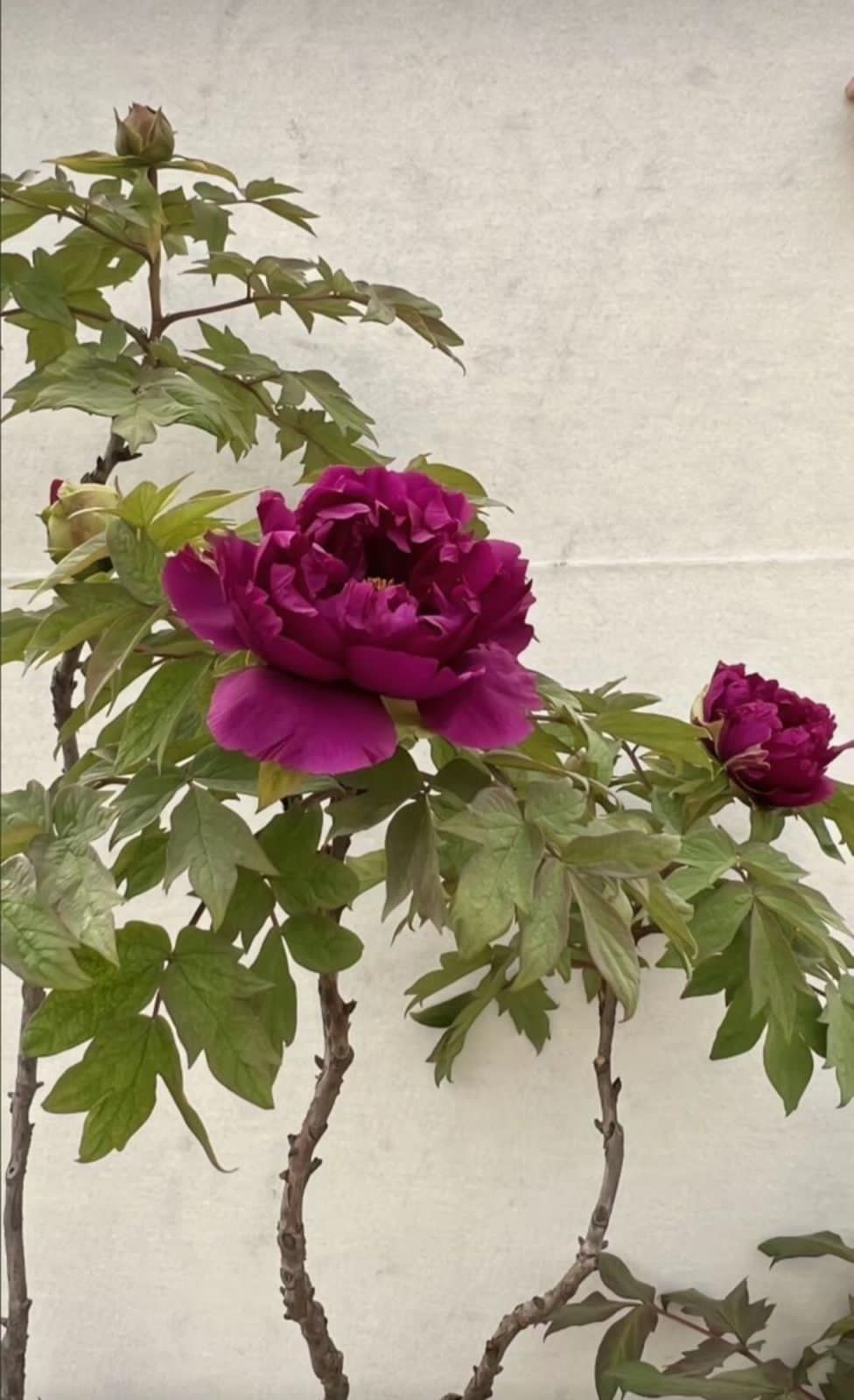 Tree Peony - Image 4