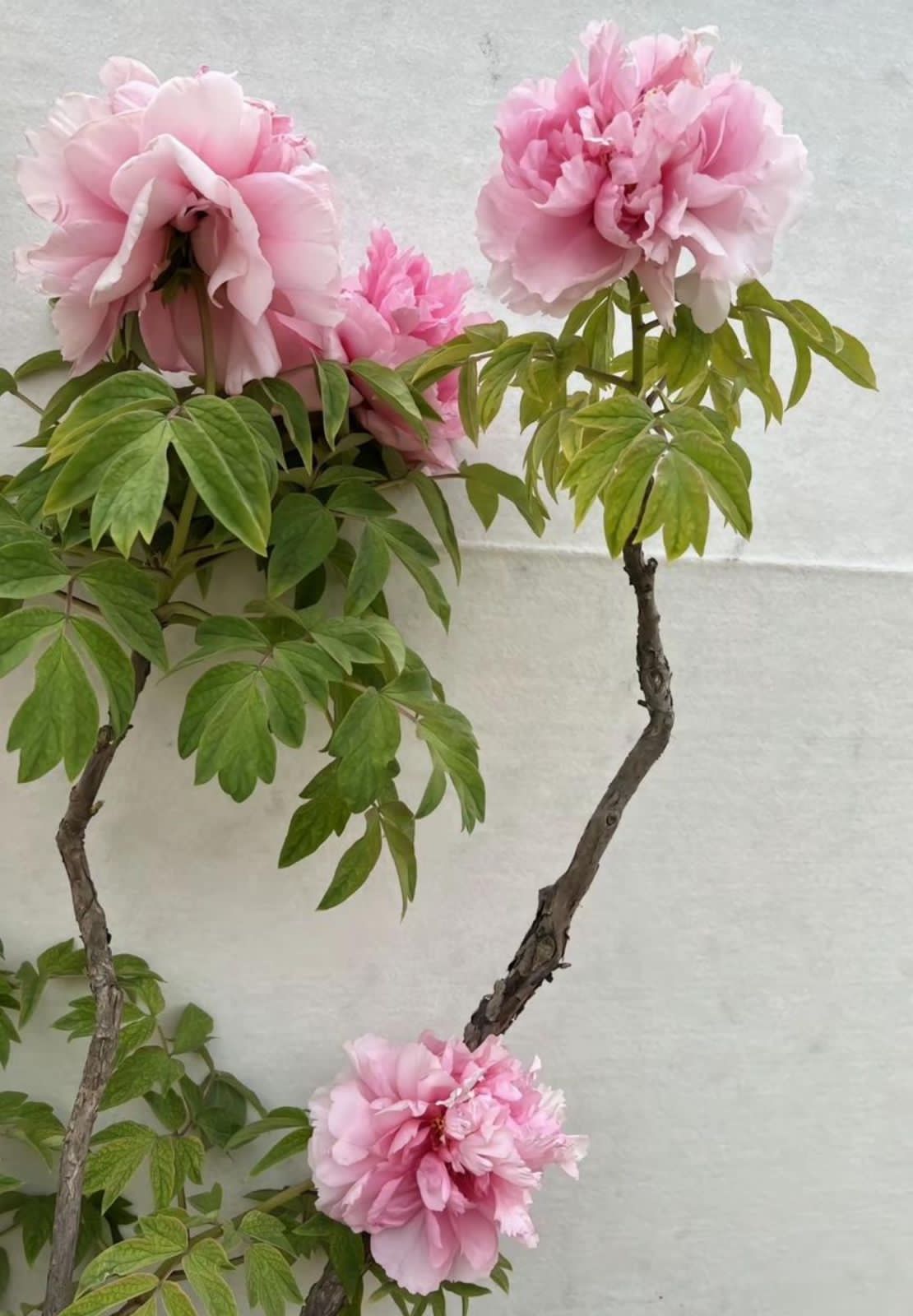 Tree Peony - Image 3
