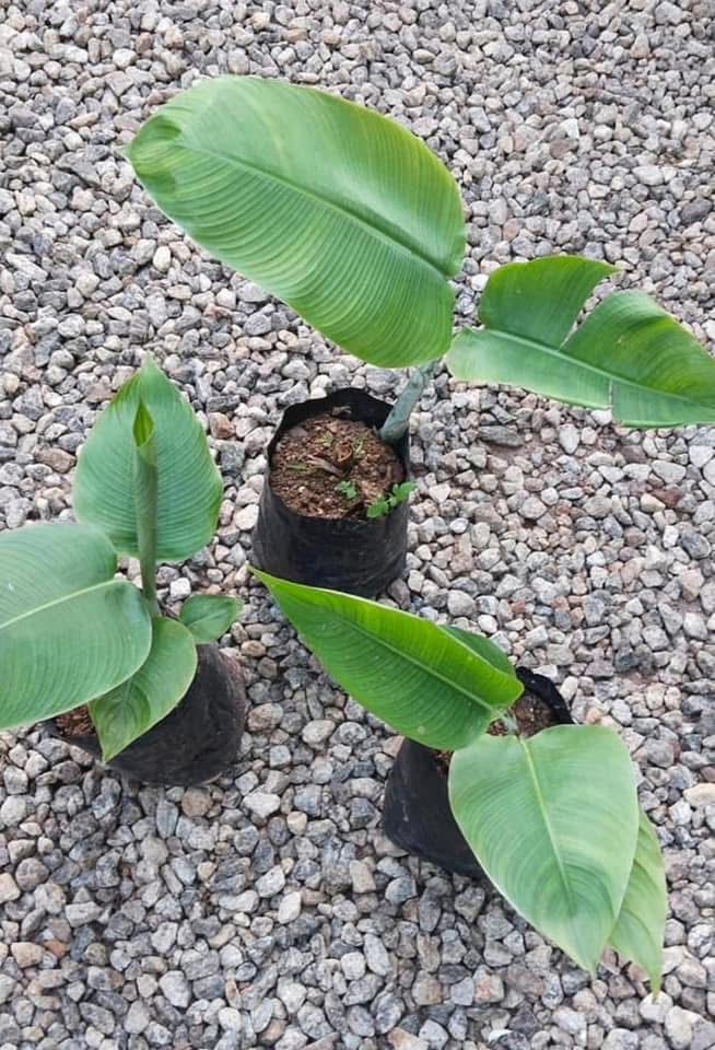 Heliconia Sexy Pink - Image 3