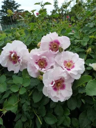 Eyes For You - Image 2