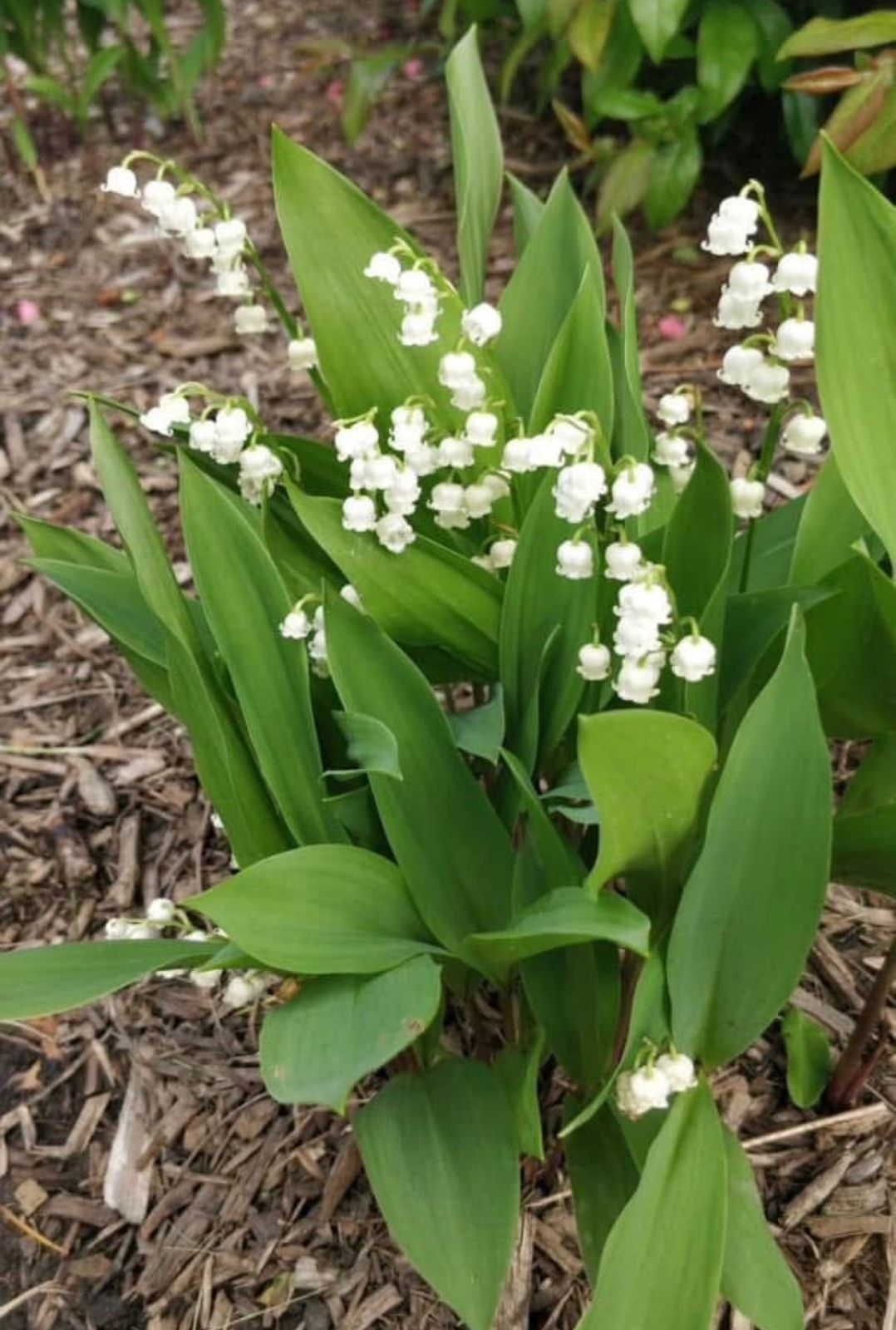 Lily of valley rhizome - Image 2
