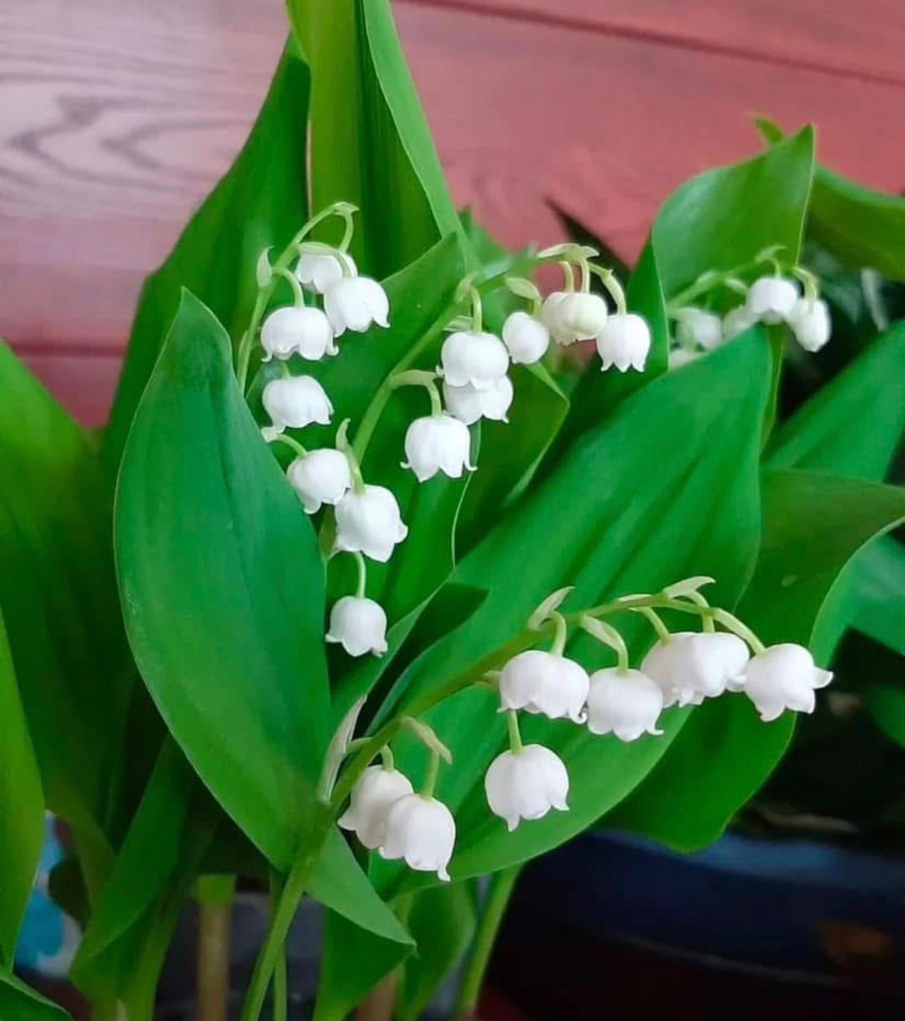 Lily of valley rhizome - Image 4