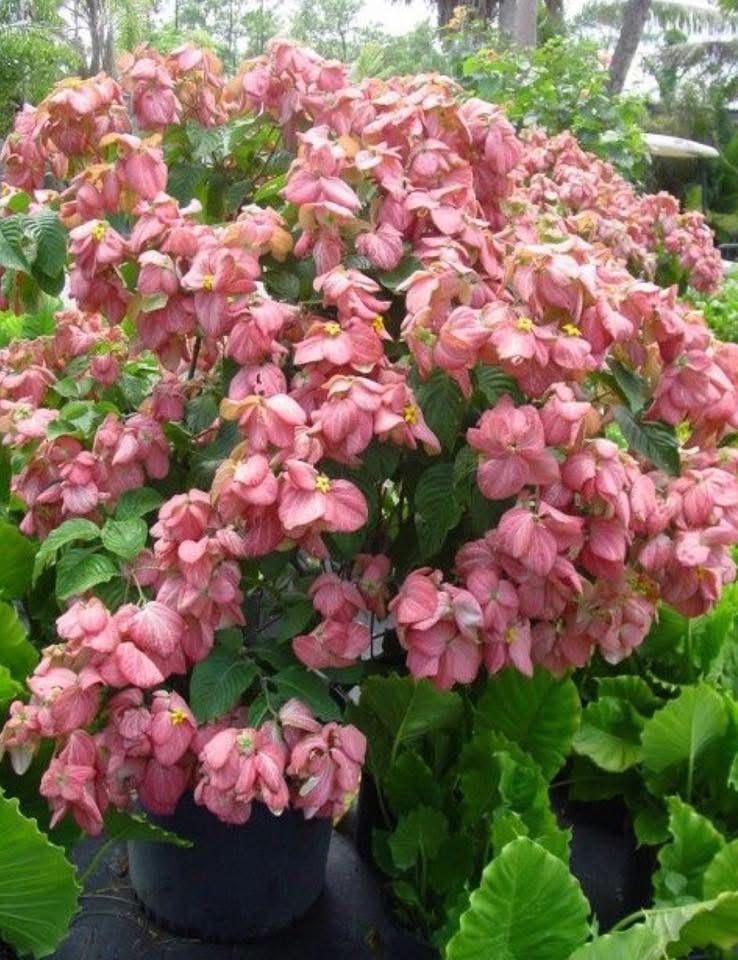 Mussaenda Plants