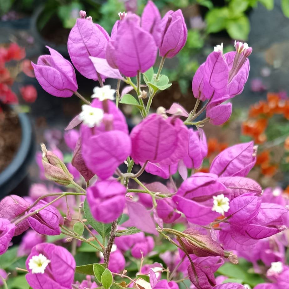 tanglong purple bougainvillea plant online in india