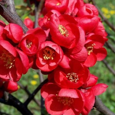 Japanese Quince - Red