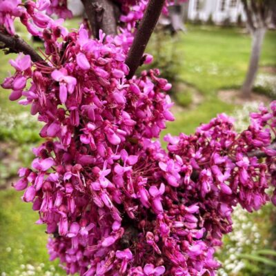 Judas Tree
