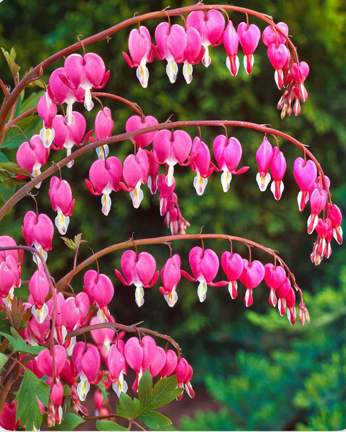 Asian Bleeding heart - Image 3