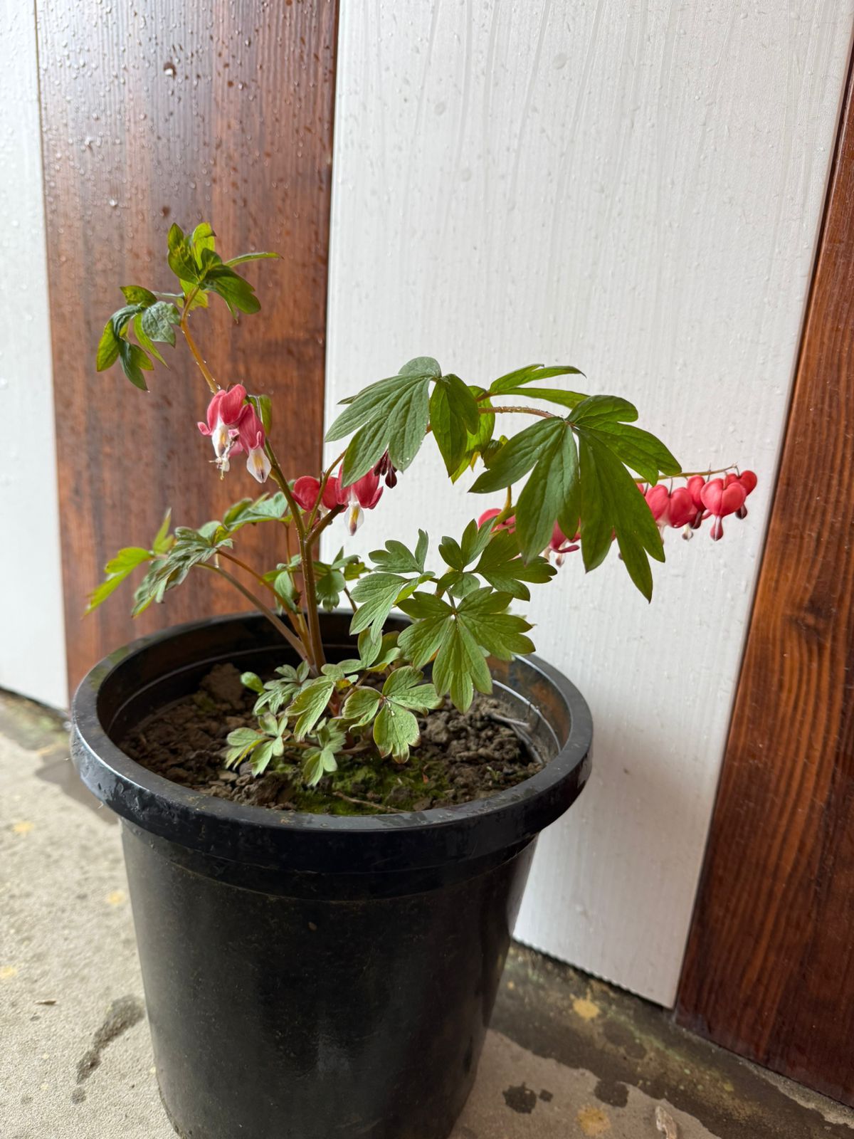 Asian Bleeding heart - Image 2