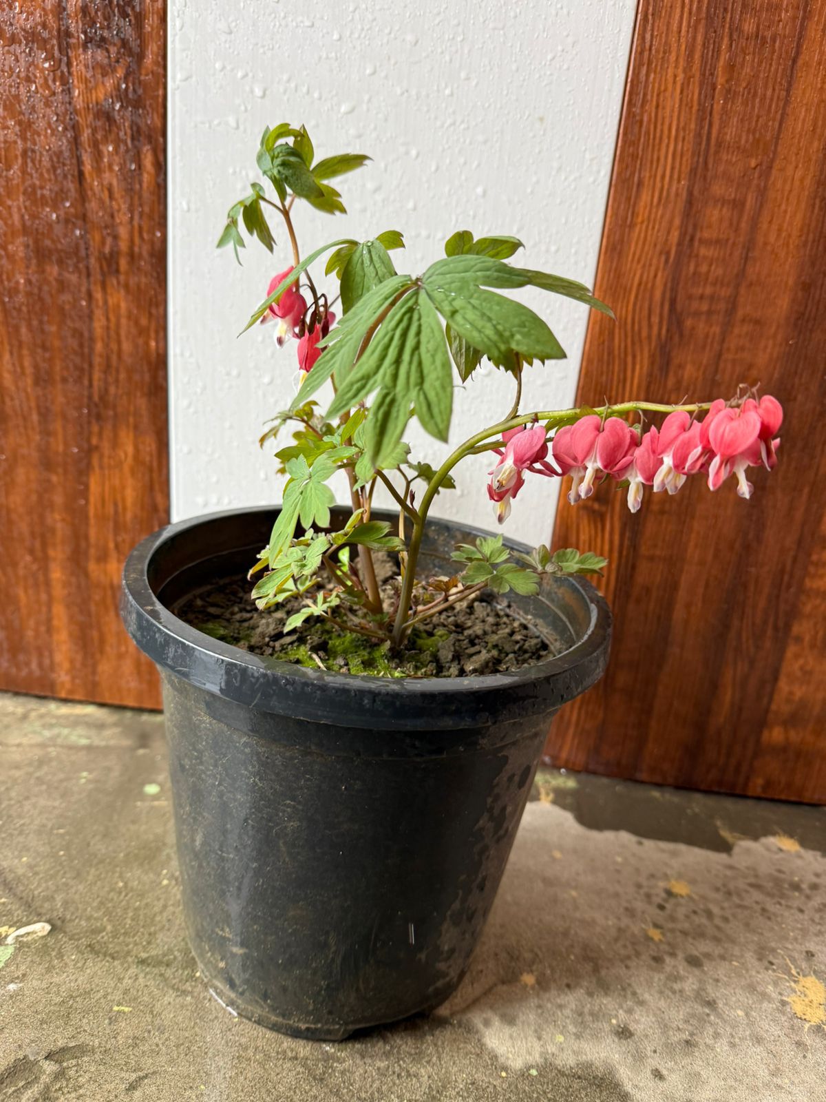 Asian Bleeding heart - Image 4