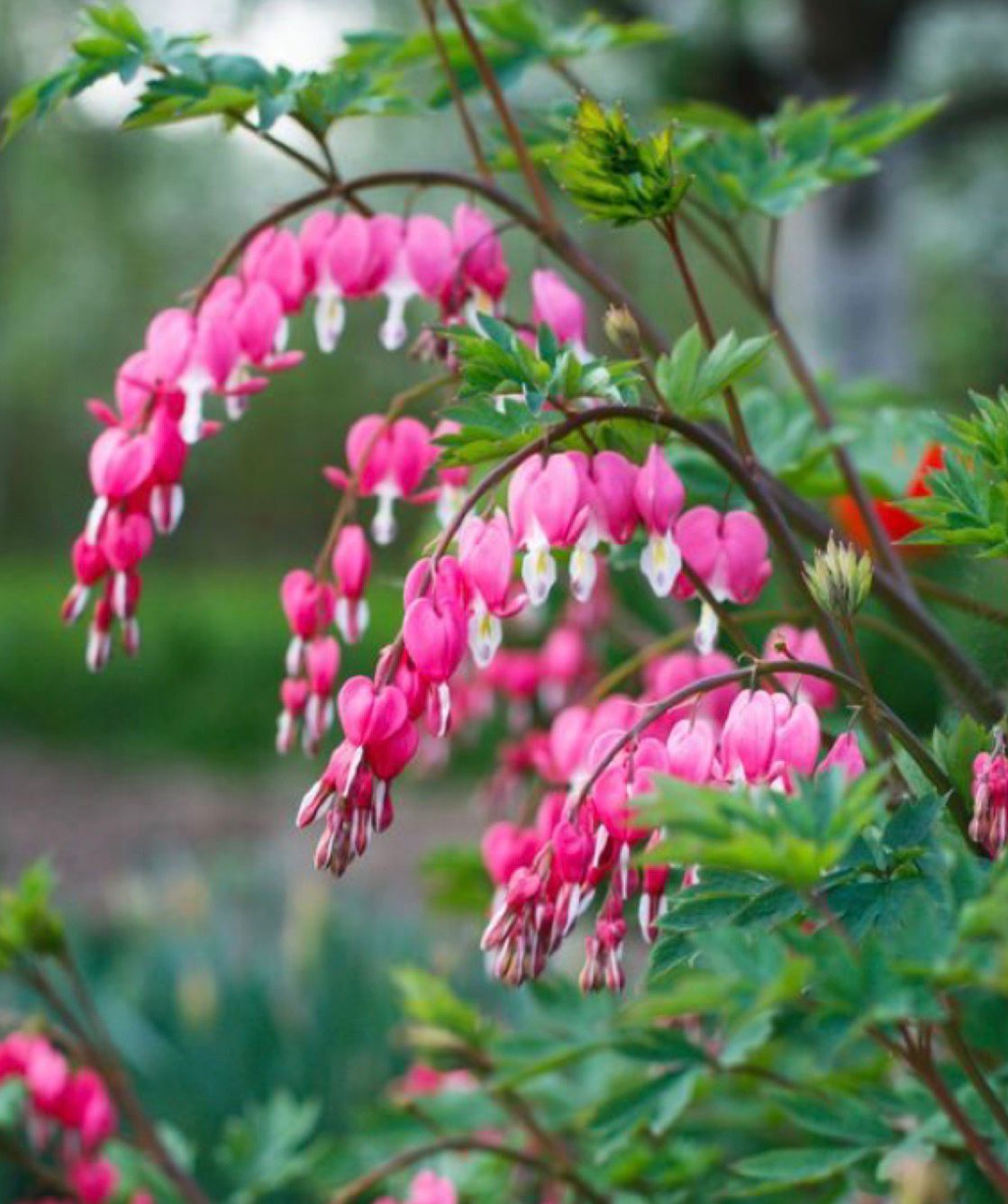 Asian Bleeding heart