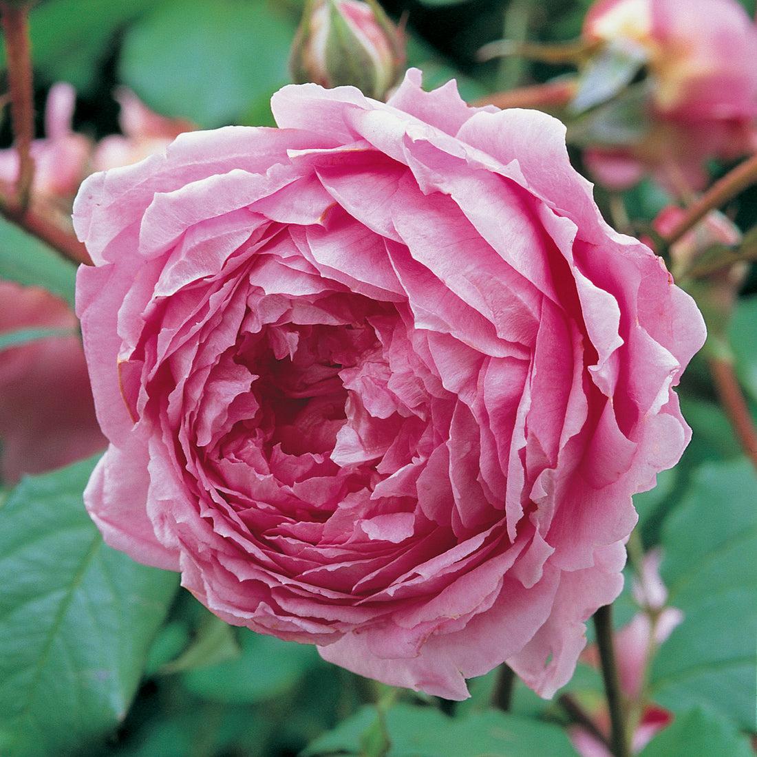 Huntington Rose - Image 3