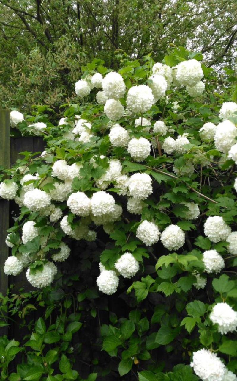 Snowball Plant