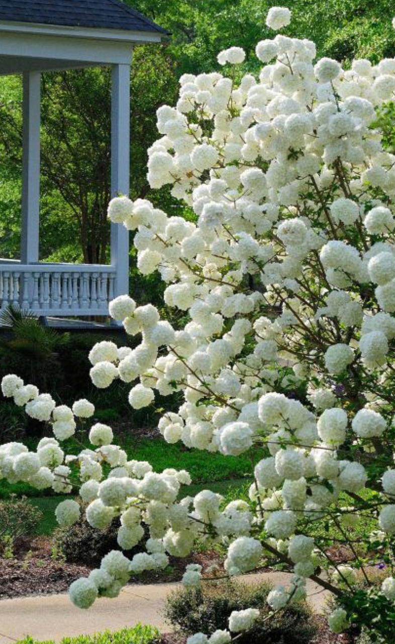 Snowball Plant - Image 2