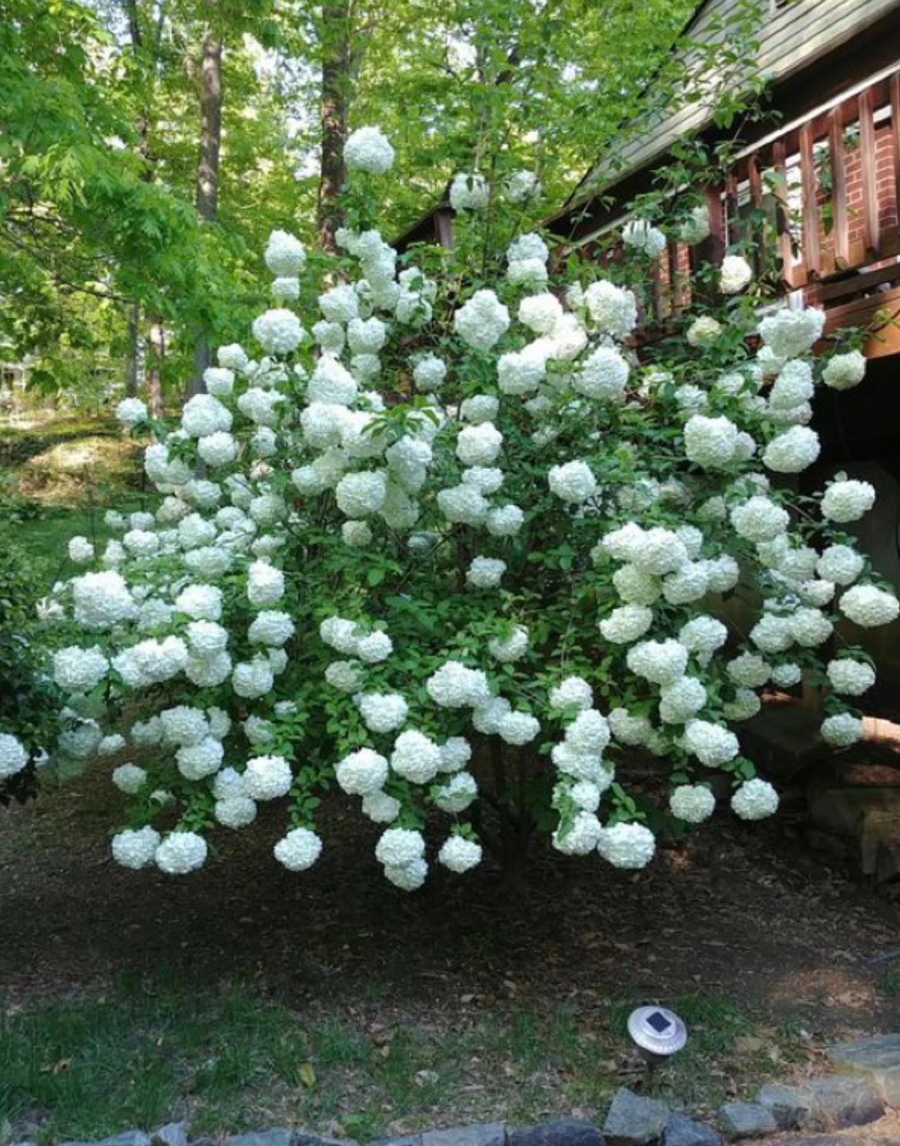 Snowball Plant - Image 3